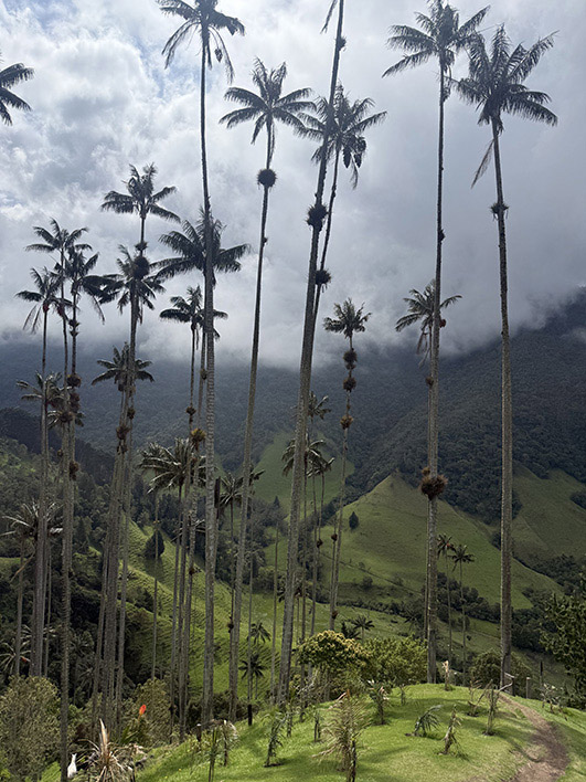 Valle del Cocora, palmas de cera