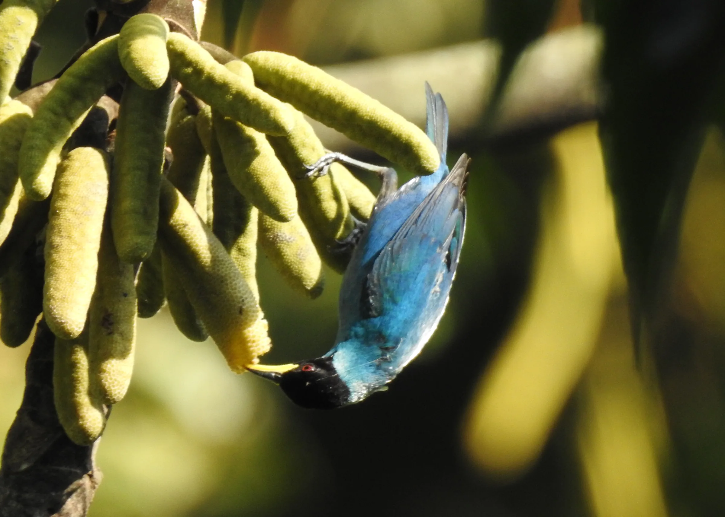 Mielero verde macho de plumaje turquesa y cabeza negra alimentándose de frutos, en los bosques de Colombia