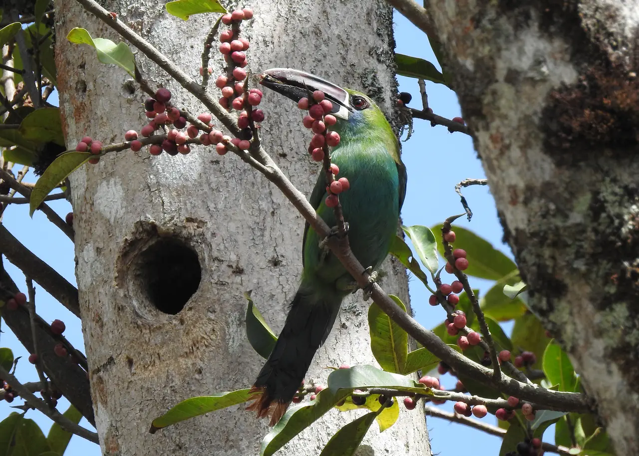 Tucancito culirrojo posado en un árbol con frutos rojos