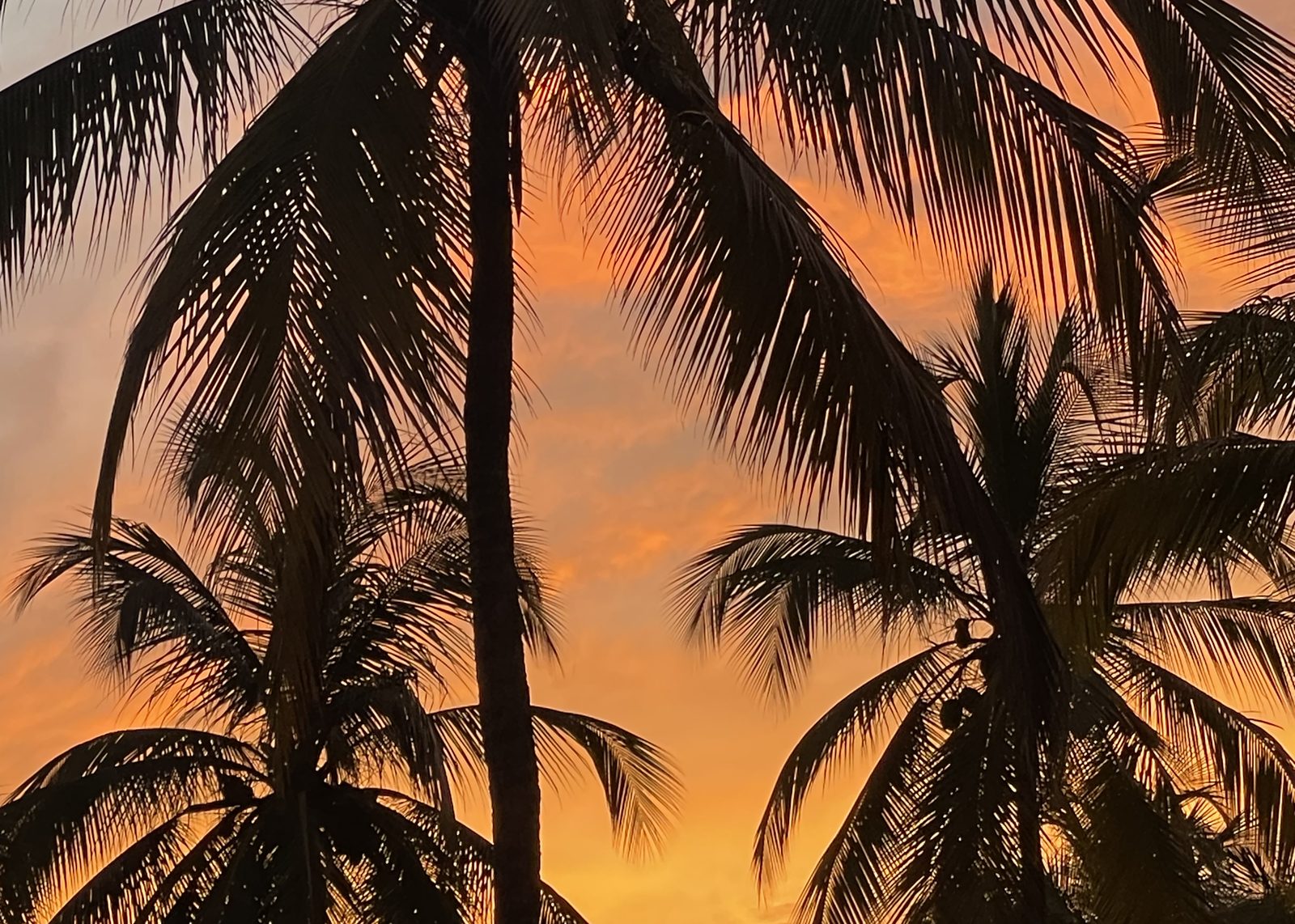Palmeras en la costa de Santa Marta, punto de partida hacia Minca en la Sierra Nevada