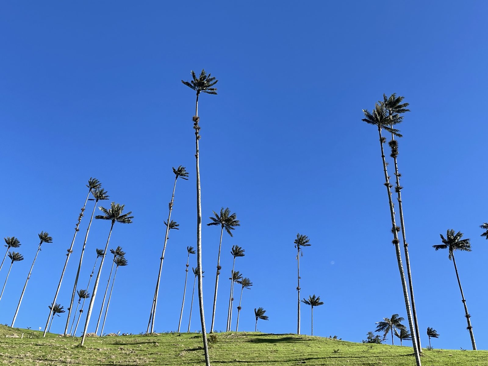 Palmas de cera del Valle del Cocora al amanecer, símbolo del Paisaje Cultural Cafetero colombiano