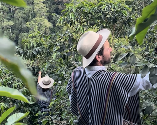 Caficultor en los cafetales de Filandia, corazón del Eje Cafetero colombiano