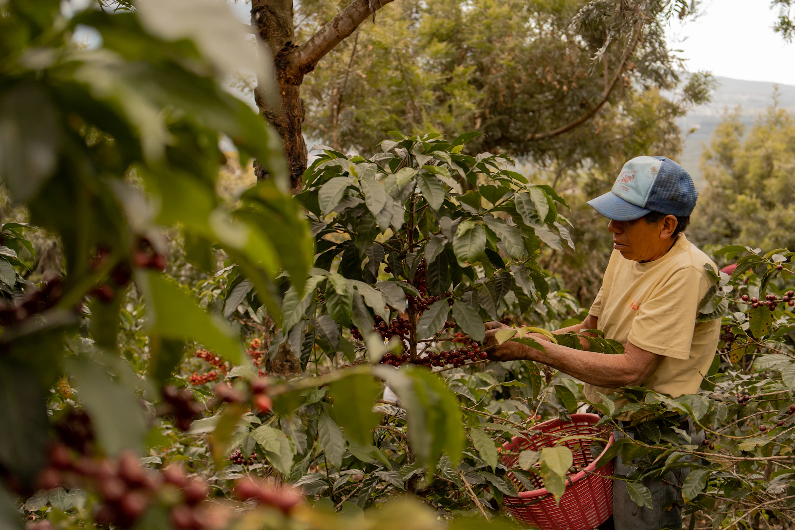 Farmer and visitor picking red coffee cherries on a hillside finca in the Colombian Coffee Region