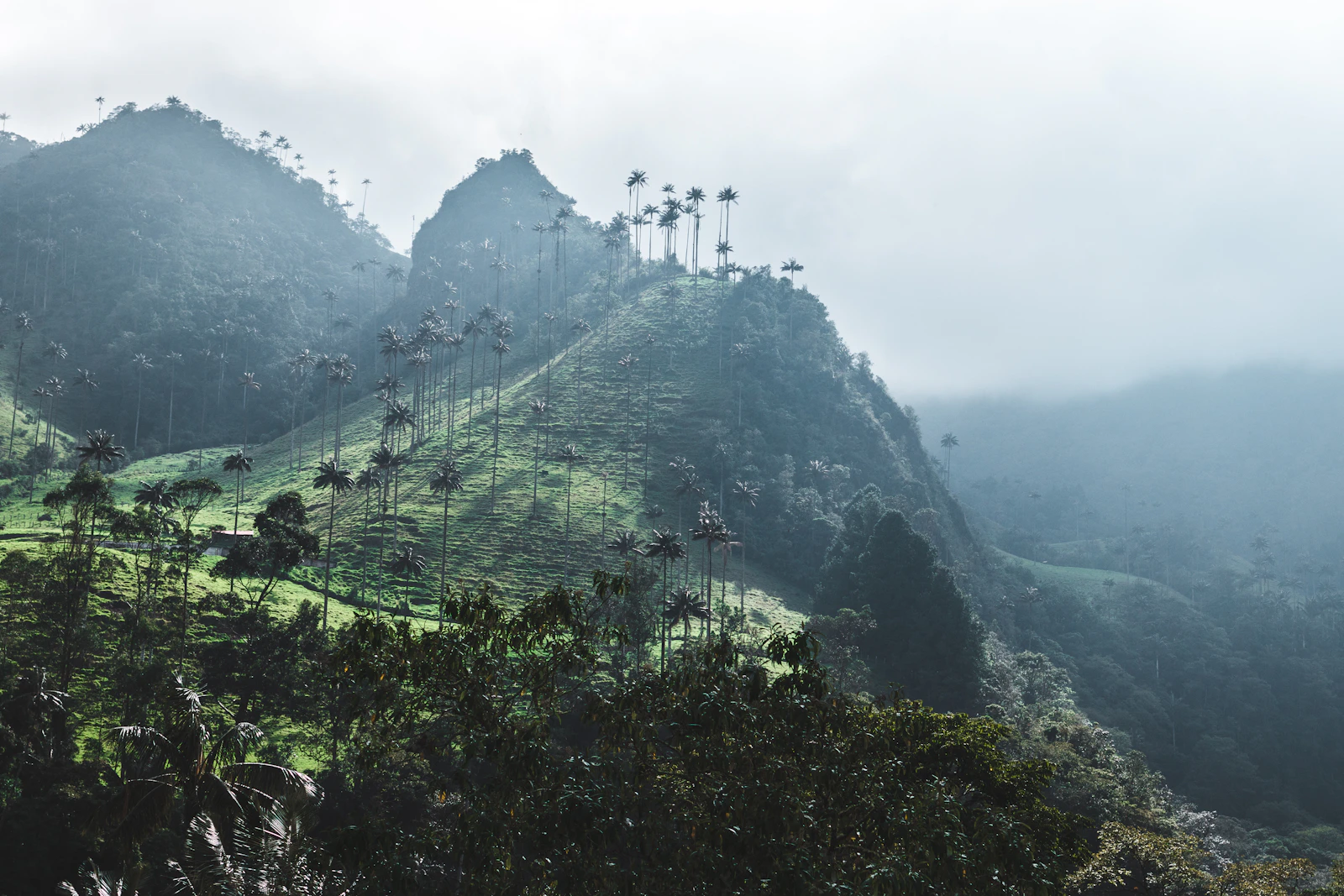Rolling green coffee-growing mountains terraced with coffee plantations under morning mist, Colombian Coffee Cultural Landscape UNESCO