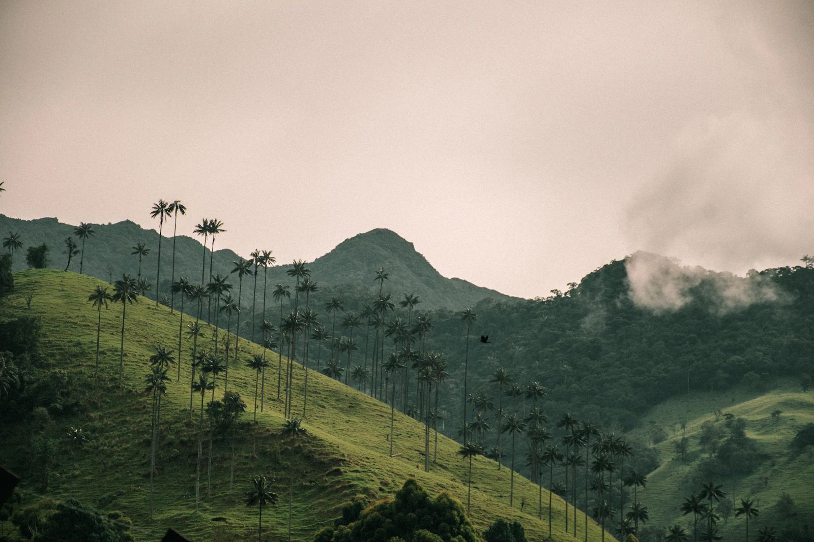 Towering wax palm trees emerging from low-lying clouds in the Cocora Valley, Colombia, with hikers on a muddy trail below