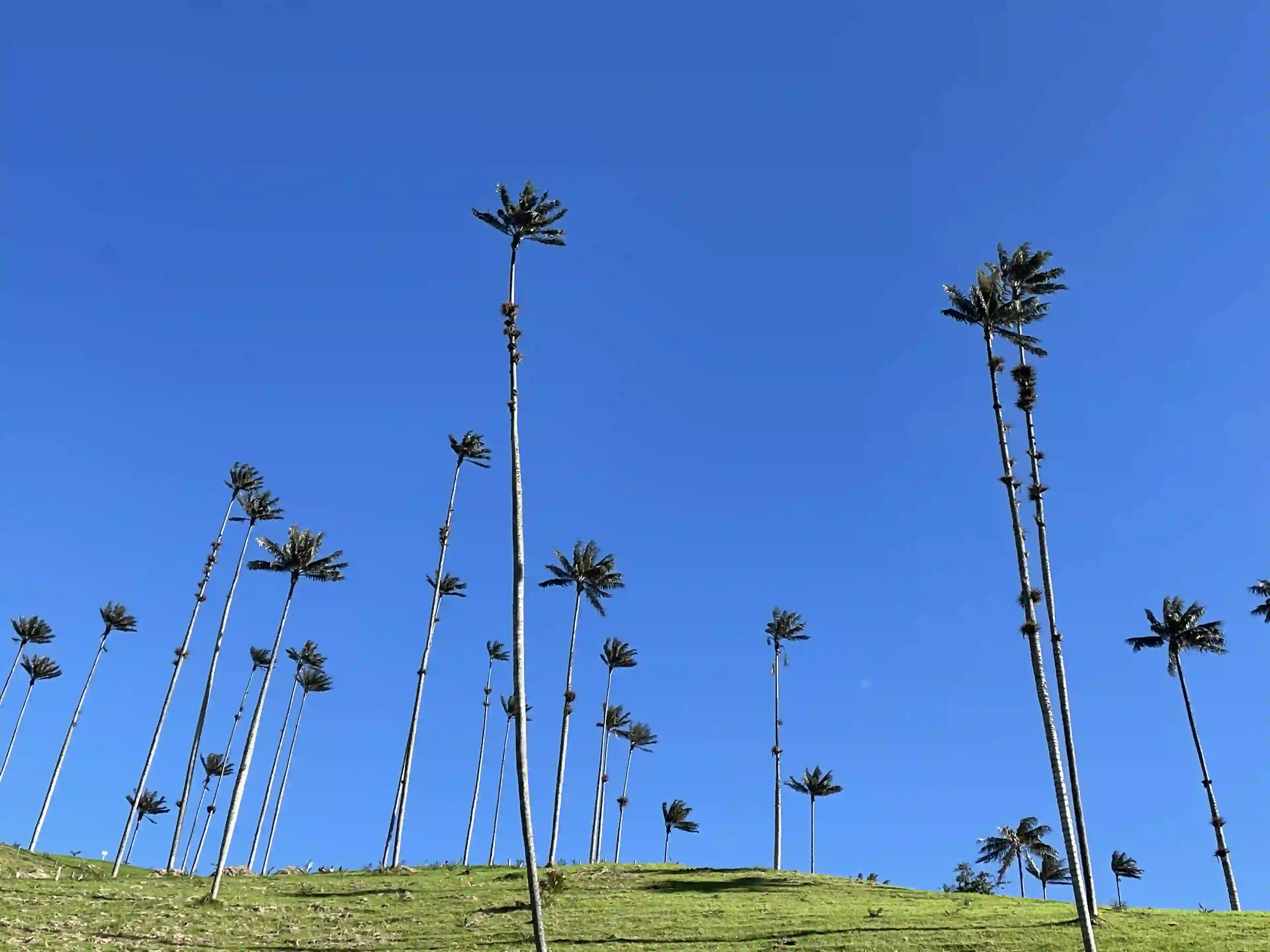 Paisaje de cafetales y valles del Quindío visto desde las colinas de Filandia